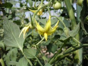 何の野菜の写真でしょうか？
